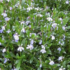 Image result for Lobelia anceps