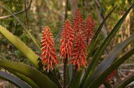 Image result for Erythroxylum platycladum