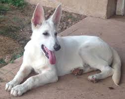 Adoption requirements fenced yars canine sibling local adoption only until after her spay appt. White German Shepherd Puppy 5 6 Months Male For Sale In Frenchtown New Jersey Classified Americanlisted Com