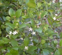 Image result for Carissa spinarum