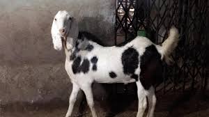 Sojat top quality pink brider for sel no 9408420085ahsanali goat farm. Shanu Goats Sojat Goat For Sale Khassi Details 4 Facebook