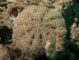 Flower Urchin Toxopneustes Pileolus Venomous Animals Nature Photography Animals
