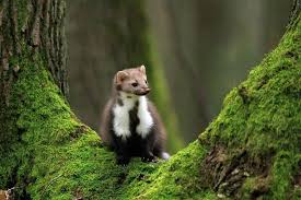 Image result for marten poop