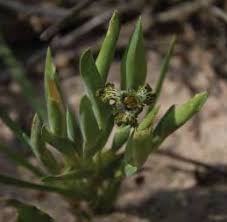 Image result for Elatostema paivaeanum