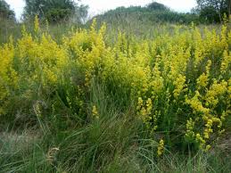 Image result for Galium verum