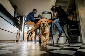 Maybe you would like to learn more about one of these? Bordeaux Itineraire D Un Chien De Malvoyant