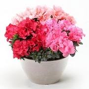 アザレアの育て方 お手入れ方法 花のプロである生産者が教えます Wfs