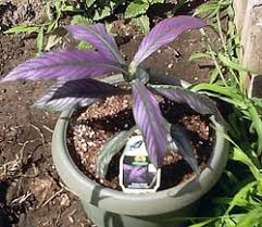 Image result for Strobilanthopsis