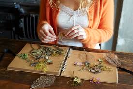 Dried jujube dried flower and chinese herbs. Woman Arranging Dried Flowers And Herbs On Notebook Stockphoto