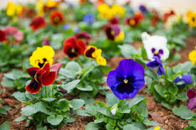 Pansies Winter Flowing Plants For The Pacific Northwest Spring Garden Flowers Pacific Northwest Garden Spring Plants