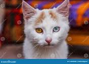 Cat with Eyes of Different Color, Cusco, Peru Stock Photo - Image ...