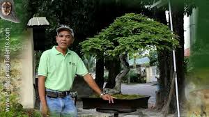 See more ideas about tamarind plant, bonsai tree, bonsai. 32 Years Old Tamarind Bonsai Art In Pampanga Youtube