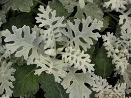 Image result for Cineraria mazoensis