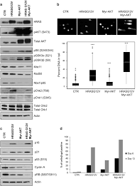 1 jpy = 0.0381 myr 1 myr = 26.2709 jpy. Akt Overactivation Can Suppress Dna Repair Via P70s6 Kinase Dependent Downregulation Of Mre11 Oncogene