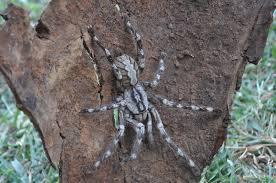 If you shriek in fear at the sight of the tiniest of spiders, you may want to avoid the rainforests of suriname, guyana, northern brazil and southern venezuela, where the goliath birdeater dwells! Huntsman Goliath Birdeaters And Camel Spiders What Are The World S Five Biggest Arachnids