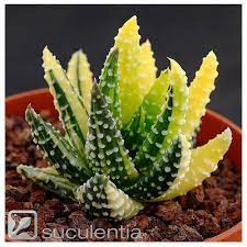 Haworthia Pumila Donuts Variegated Planting Succulents Small Succulent Plants Cacti And Succulents