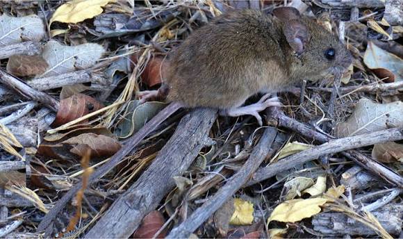 Oligoryzomys longicaudatus - Wikipedia, la enciclopedia libre
