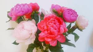 She often tells me about these flowers and she also shows them to me you can see them everywhere in the fields, gardens and even roadsides. How The Secret Language Of Flowers Can Help You Say What You Feel Lisa S Notebook