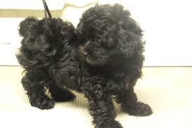 The yorkie poo's coat can be curly, wavy or straight, and its texture is on lighter side and often silky. Silky Poo Puppy Pictures Puppies Animals