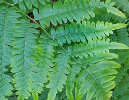 Image result for Pteridium aquilinum