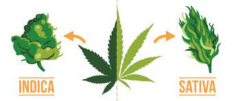 Most people prefer sativa for daytime use and indica for nighttime use. What Is The Difference Between Indica And Sativa Sensi Seeds