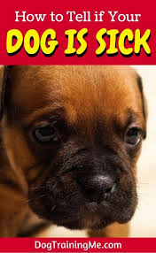 Bad breath, excessive urination, appetite change, activity change, stiffness, oversleeping, coughing, dry skin and red eyes. How To Tell If Your Dog Is Sick Pup Acting Strange They Might Be Sick Learn The Exact Signs To Look For How To Resp Sick Pets Dog Temperature Dog Illnesses