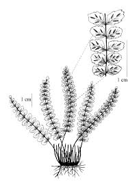 Image result for Asplenium trichomanes