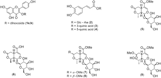Image result for Cardiopteridaceae