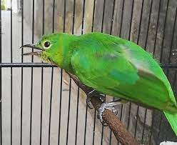 Tips Memilih Cucak Ijo Trotol Yang Memiliki Kualitas Bagus