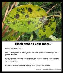 Black Spots On Roses That Pesky Rose Bush Of Mine Is Pushing My Limits Black Spot On Roses Rose Bush Care Plants