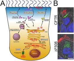 Image result for Delta F508