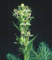 Image result for Habenaria riparia
