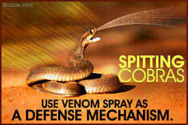 Image result for black necked spitting cobra