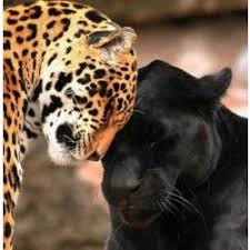 The Jungle Book Stories