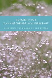 385 15832 letzter beitrag von quendula. Romantik Pur Fur Den Garten Das Kriechende Schleierkraut Freudengarten