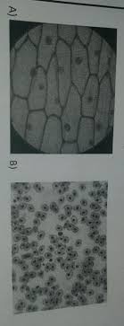 The procedure includes a calibration test to check the chromatic alignment of the confocal microscope. A Which Slide Contained The Plant Cell B How Are You Able To Distinguish The Difference C Draw An Brainly In