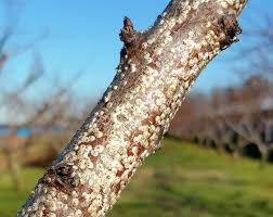 Learn how to treat fruit tree borers in a cheap way which is not harmful to the tree. Check Fruit Trees For Scale Pests Nc State Extension