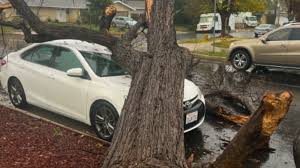 Southern California storm causes freeway flooding, topples trees