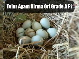 Ayam birma atau disebut juga dengan ayam birma ini biasanya tidak dibudidayakan untuk dijual daging dan telurnya, melainkan dimanfaatkan sebagai ayam aduan atau ayam koleksi. Pusat Jualan Com Telur Ayam Birma Ori Grade A F1 Madiun Facebook