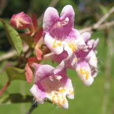 Image result for Geigeria engleriana