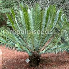 Image result for Encephalartos lebomboensis