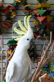 Bird pet shop near me. A Special Thank You To The Great Bird Stores