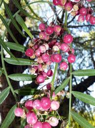 Image result for Schinus molle