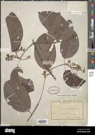 Image result for Flabellaria paniculata