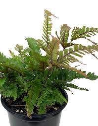 Image result for Pteris