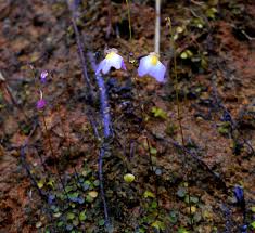 Image result for Utricularia striatula