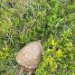 Guided Nature Walk on Nantucket
