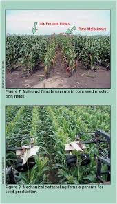 How Corn Hybrids Are Developed Farmwest