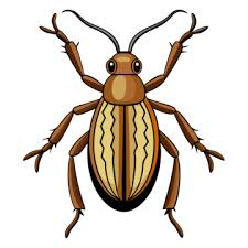 Weevil PNG Transparent Images Free ...
