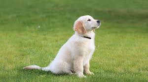 Golden Retriever Puppies For Sale Nyc Central Park Puppies